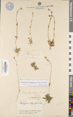 LE 01038502