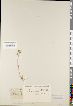 LE 01038509
