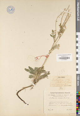 LE 01038527