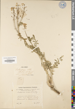 LE 01038528