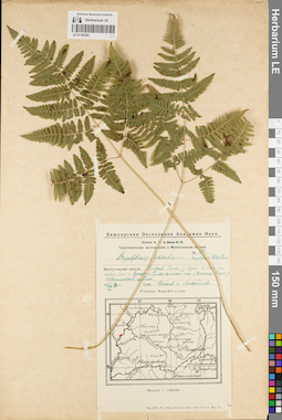 LE 01182381
