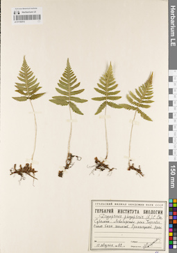 LE 01182512