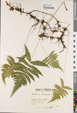 LE 01182484