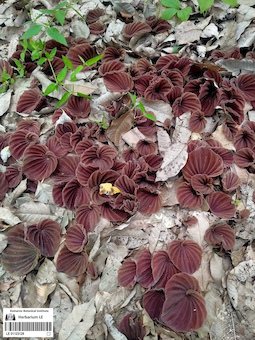 LE 01123129