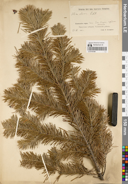 LE 01191404