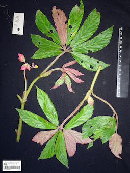 LE 01123163