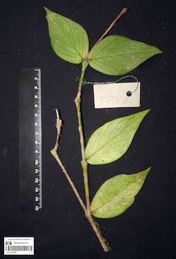 LE 01123185