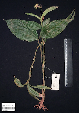 LE 01123243