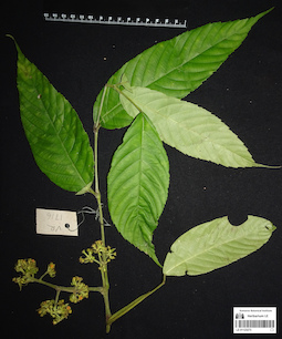 LE 01123273