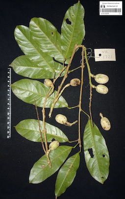 LE 01123279