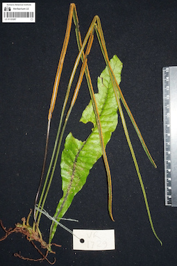 LE 01123287