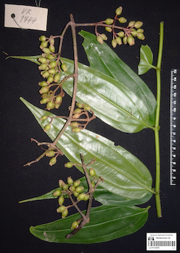LE 01123302