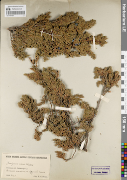 LE 01191431
