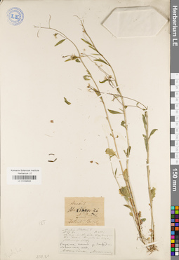 LE 01038593