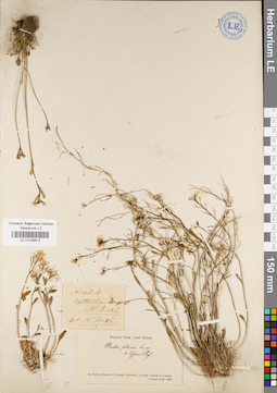 LE 01038612