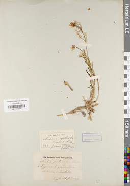 LE 01038620