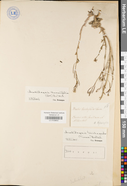 LE 01038632