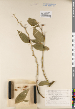 LE 01168683