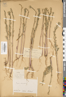LE 01038668
