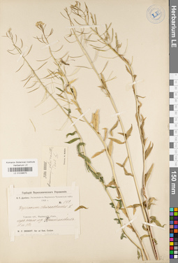 LE 01038670