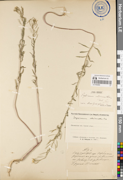 LE 01082895