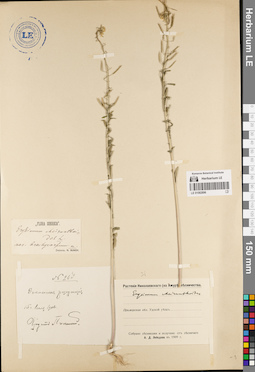 LE 01082896