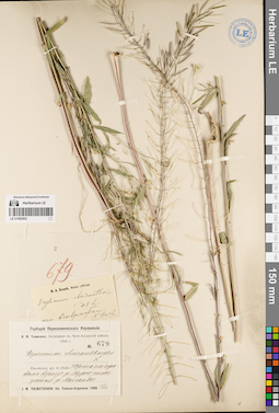 LE 01082902