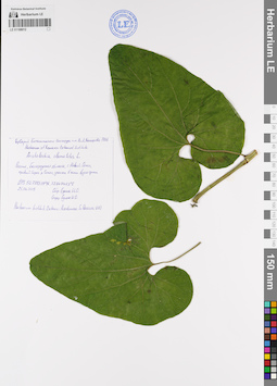 LE 01108012