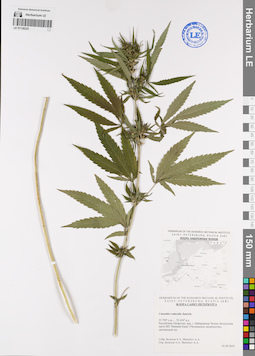 LE 01138225