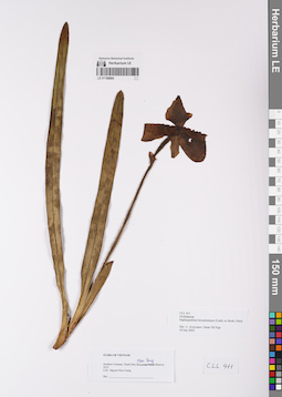 LE 01168884