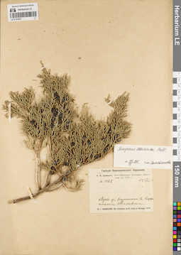 LE 01191875
