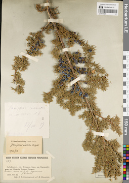 LE 01191978