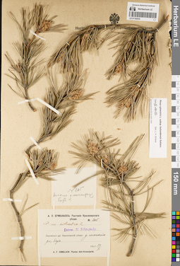 LE 01192035