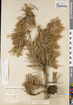 LE 01192101