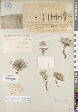 LE 01038702