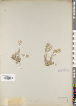 LE 01038706