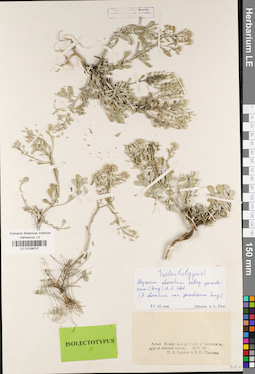 LE 01038707