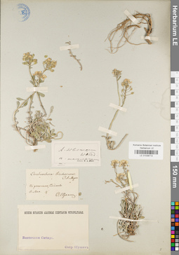 LE 01038713