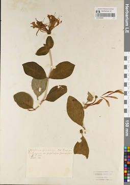 LE 01062081