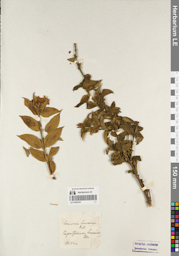 LE 01062103