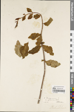 LE 01192426