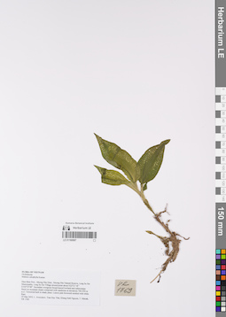 LE 01168987