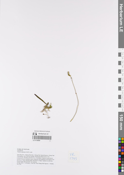 LE 01168999