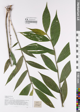 LE 01169033