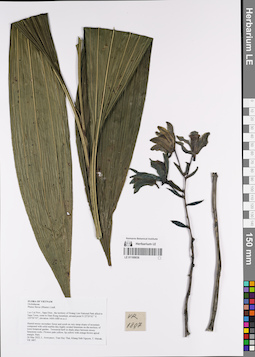 LE 01169036