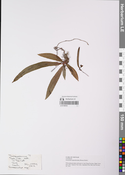 LE 01169153