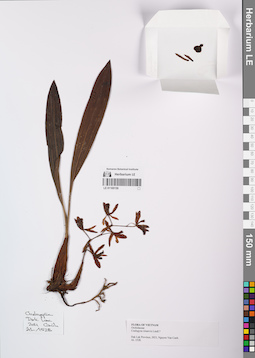 LE 01169159