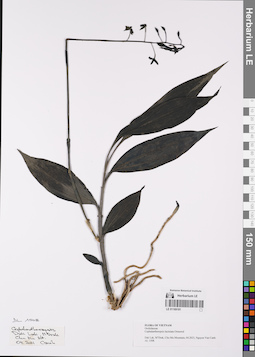 LE 01169181