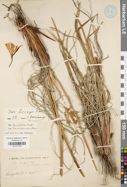 LE 01017381