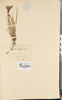 LE 01048079